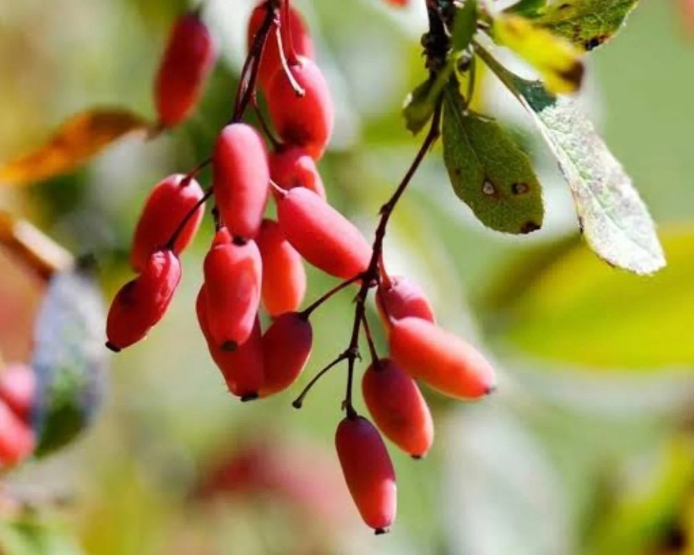 Berberine
