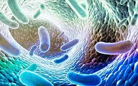 Lactobacillus Reuteri