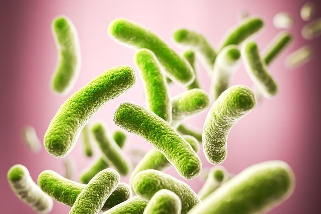 Lactobacillus Salivarius