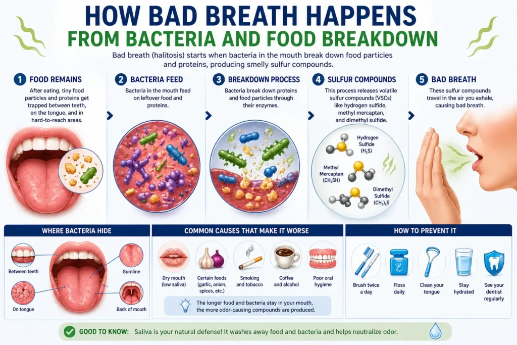 Infographic showing how bad breath happens from bacteria breaking down food particles in the mouth and producing odor