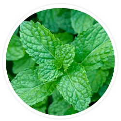 Peppermint